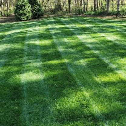 🎉🌱 2026 Four Seasons Evergreen Grass Seed | Durable, Vibrant Green All Year