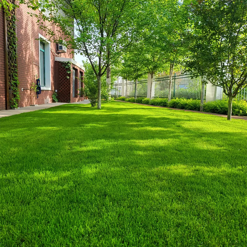 🎉🌱 2026 Four Seasons Evergreen Grass Seed | Durable, Vibrant Green All Year