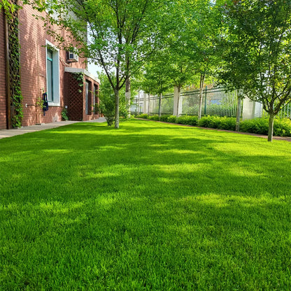 🎉🌱 2026 Four Seasons Evergreen Grass Seed | Durable, Vibrant Green All Year